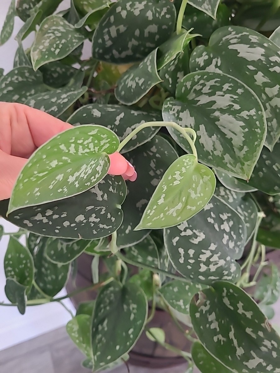 Silver Satin Pothos 3 node fresh CUTTING - Scindapsus Pictus Plant  Houseplant | eBay