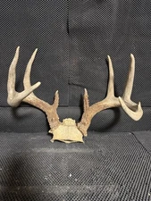 Heavy Massive Typical 8 Point Wild Whitetail Deer Rack Antlers Shed Antler