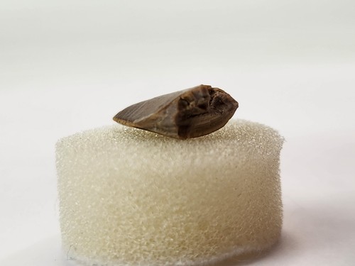 Majungasaurus 0.82" Theropod Tooth Fossil - Maevarano Fm - Berivotra, Madagascar - Picture 7 of 16