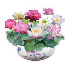 20 Seeds Lotus Mix Flower Seed Hand Picked Aquatic Plants Water Garden Hot sales