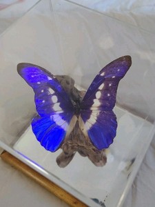 Morpho Helena | eBay