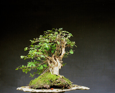 Bonsai outdoor winterhart Lonicera xylosteum, H50 B55 D12 cm | eBay