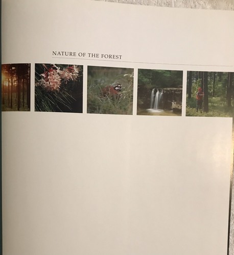 Nature of the Forest Temple-Inland’s Timberlands In The Twenty-First Century - Picture 6 of 13