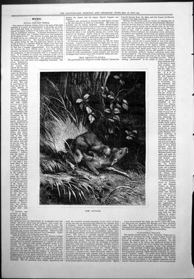 Original alter antiker Druck Angriff Reh Wald angegriffenes Wildtier 1878