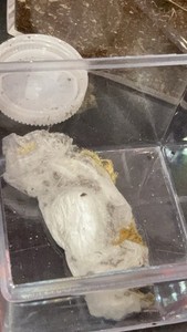 Live Jumping Spider Eggsac