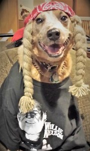 DIESEL DOG TRADING | eBay Stores