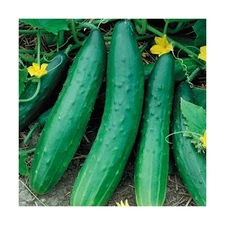Cucumber Seed: Garden Sweet Burpless Cucumbers  Fresh Seed