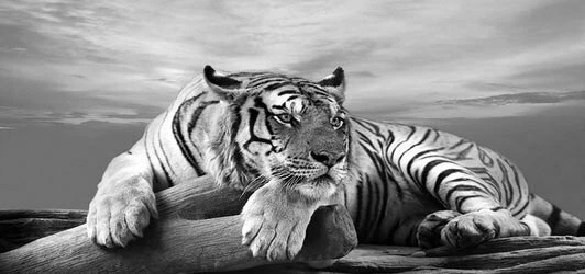 Impresiones artísticas de animales tigres en blanco y negro imágenes de arte de pared lienzo pintura póster Foto 4 de 4