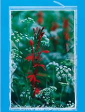 Crystal Clear Resealable Acid Free Poster Print Large Cellophane Bags 25" x 37"