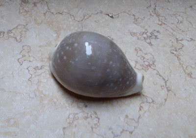 Cypraea camelopardalis lareg  F++++F+++ 84.1 mm very huge size lyncina sea shell