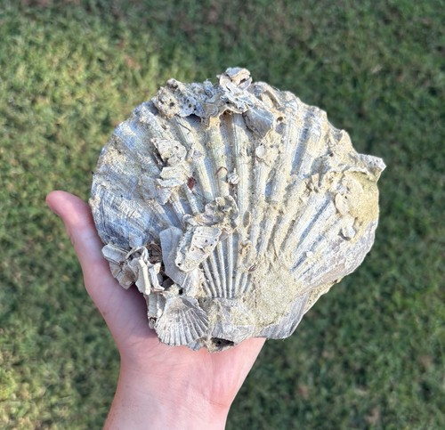Large 6" paired Fossil Scallop Seashell Chesapecten VA Megalodon era decor