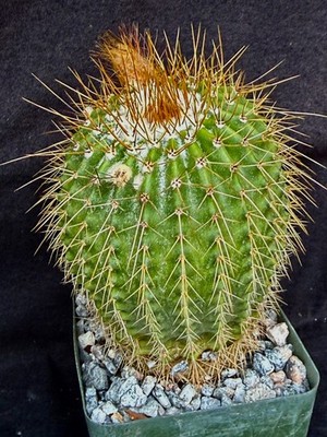 Notocactus schumannianus, cactus plant