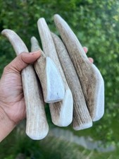 BUCKPINEc 1 Pcs Whole Elk Deer Antler Dog Chews Med/Large Premium MADE IN USA