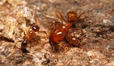 Pheidole Dentata 5-20W Colony | The Toothed Big Headed Ant (feeder)
