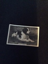 M69v cigarette card senior service dogs no 3 Welsh Springer