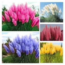 1000+ Mix Pampas Grass Seeds for Planting Cortaderia Selloana Seeds Heirloom ...