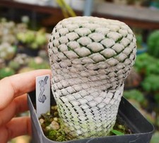 Sale Rare Cacti Euphorbia piscidermis WYSIWYG Self Rooted Boutique Decor