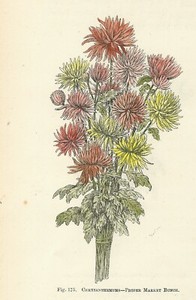 Crisantemi Mazzo Stampa Antica Del 16 Con Fiori Incisione Inglese Botanica Ebay