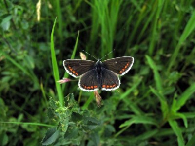 Foto 6x4 Northern Brown Argus (Aricia artaxerxes) Bischof Middleham auch um 2004