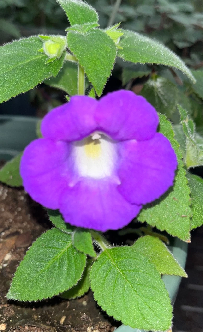 Achimenes mexicana Four Medium/ Large Rhizomes