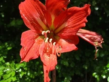 15 Amaryllis seed Raggedy Ann dried, refrigerated Hippeastrum ready to send