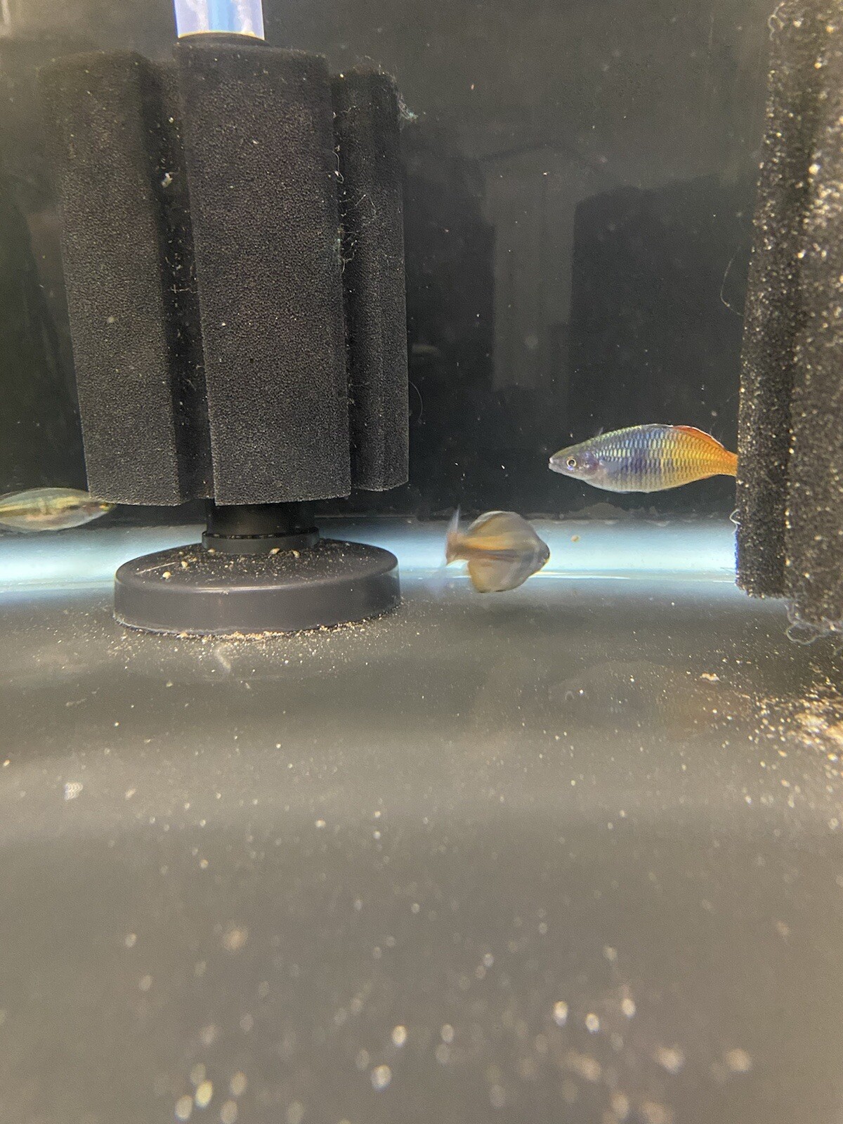 20+ Boesemani Rainbow Fish Eggs 'Aytinjo' Aquarium Fish Tropical