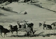 Garrison Colorado Herd Of Deers Does Bucks Real Photo Vintage Postcard RPPC