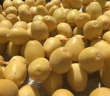 10 LB YELLOW BARHI DATES ... CALIFORNIA  DELICIOUS.