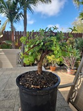 Portulacaria Afra Bonsai Style Jade Succulent