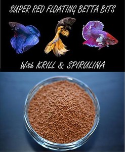 betta fish with gourami