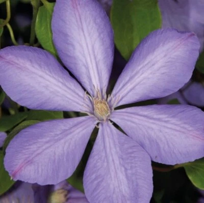 Clematis Mrs Cholmondeley 1L - Voller Charme, üppig und lang blühende Sorte - Bild 1 von 4