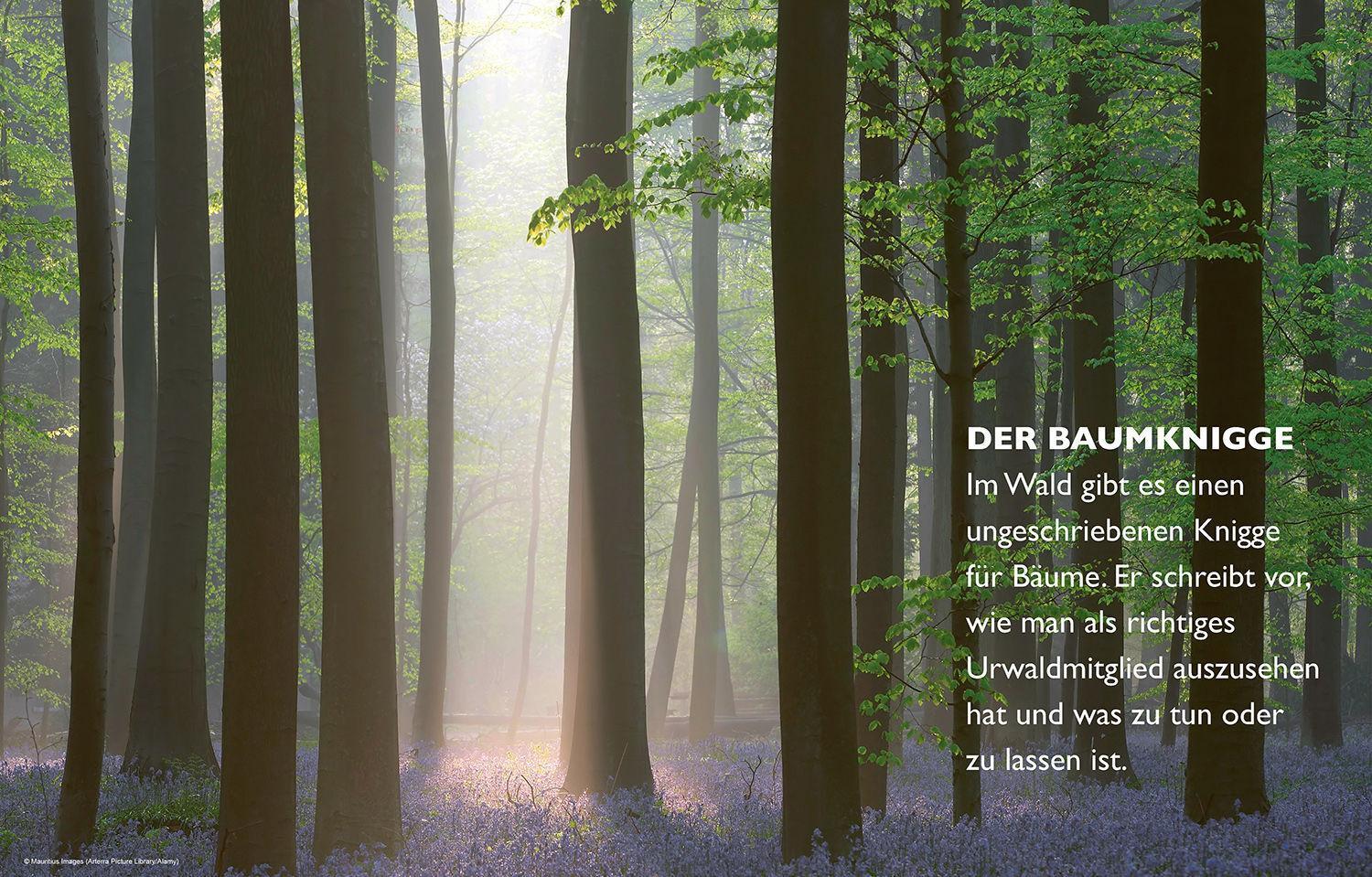 Thumbnail - Das Geheime Leben Der Bäume Peter Wohlleben