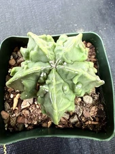 ASTROPHYTUM MYRIOSTIGMA FUKURYU NUDUM