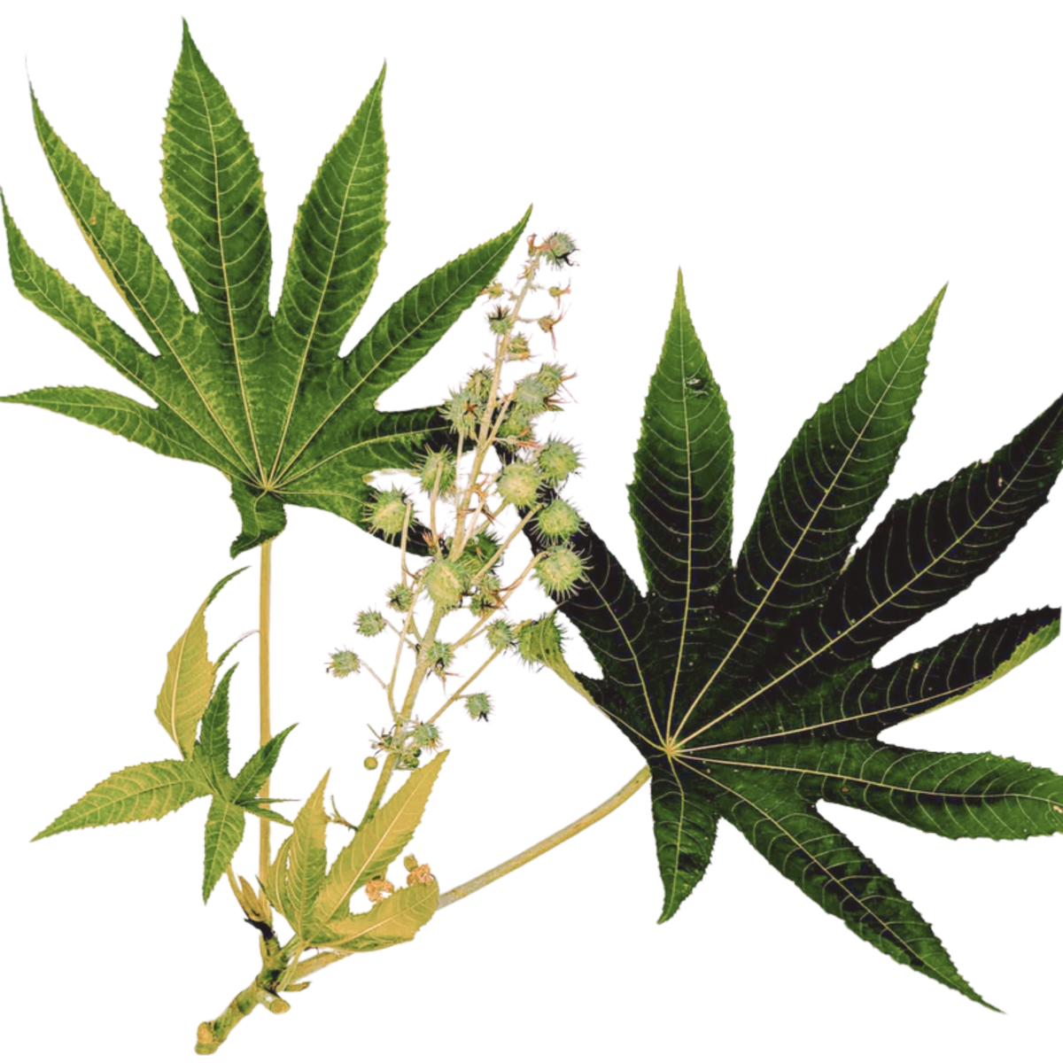 gat plant Jeok Gat Mustard Greens Seeds main image 0