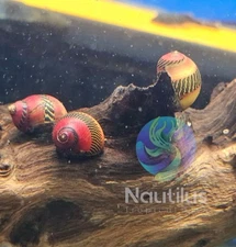 1/3/5/10/20/30X RED RACER NERITE SNAIL freshwater live We combine shipping!