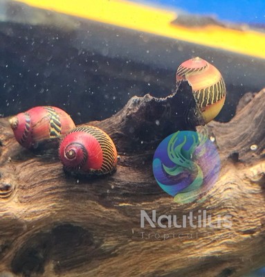 1/3/5/10/20/30X RED RACER NERITE SNAIL freshwater live We combine ...