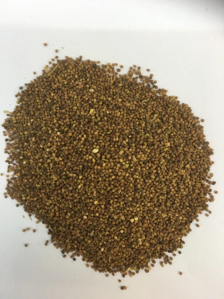 EKONG Cuscuses Semen Tu Si Zi Dodder Dry Seed 500g UK SELLER