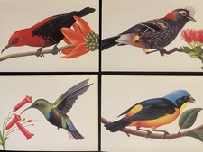 Tropical birds POSTCARD Vintage collection Of...