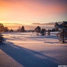 10'x10' Outdoor Computer-painted Vinyl Scenic Photo Background Backdrop BHF1603