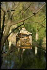 015086 Bird Cage In Park Kunming Yunnan A4 Photo Print