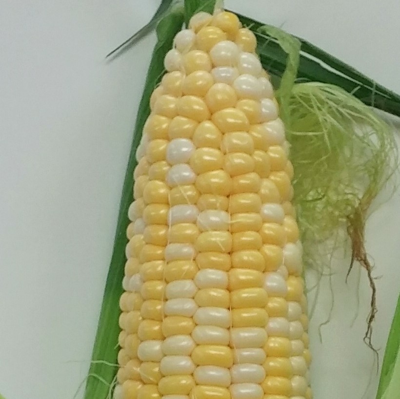 SWEET CORN Bicolor 15+ Seeds spring summer vegetable garden LARGE COB ...