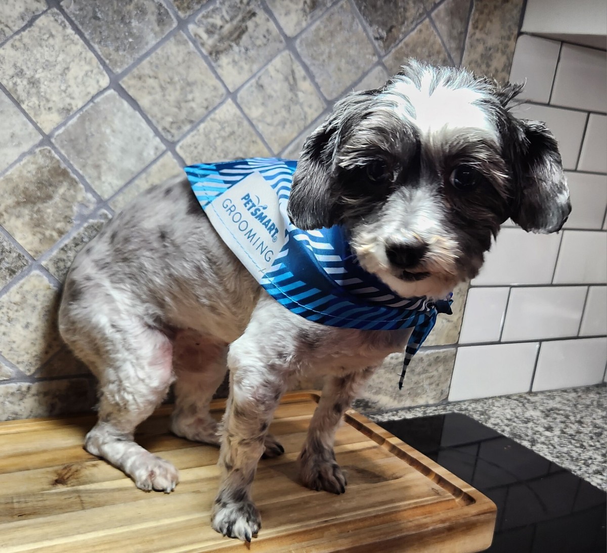 PETSMART GROOMING PET CAT DOG BANDANA Blue Small /Med