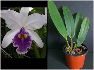 Orchidee Cattleya warscewiczii var. coerulea 'La Floresta' x self Rarität!