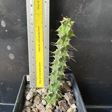 NUOVA Euphorbia Vittata radice propria / rara pianta succulenta