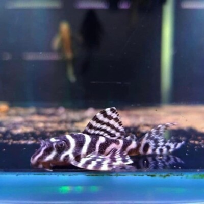 #ad #ad X2 L333 King Tiger Pleco LIVE 1.2 inch High Quality USA Seller $71.99