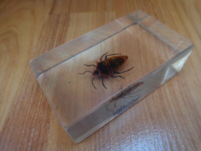 SHIELD BACKED BUG TAXIDERMY GLASS BLOCK REAL LIFE BUGS & INSECTS ...