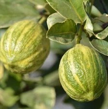 Variegated Lemon Grafted Tree - 2-3ft Tall - 3 Gallon - Citrus - No Ship CA FL