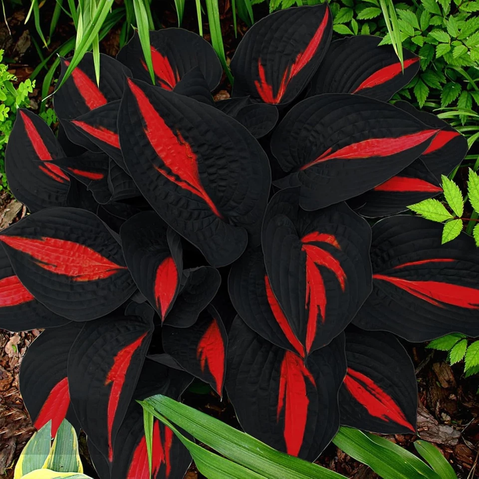 200 Hosta Seeds - Non-GMO Black Red Hostas Plants Seeds for Planting Perennial - Image 4 of 4