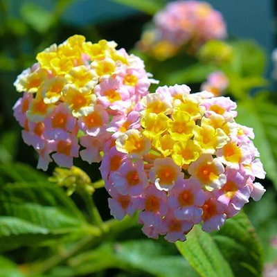 300+ Lantana Flower Seeds for Planting,Perennial Mix Lantana Camara Flowers  Seed | eBay