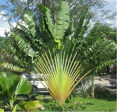 Ravenala Madagascariensis (Travellers Palm) - Uber Nursery